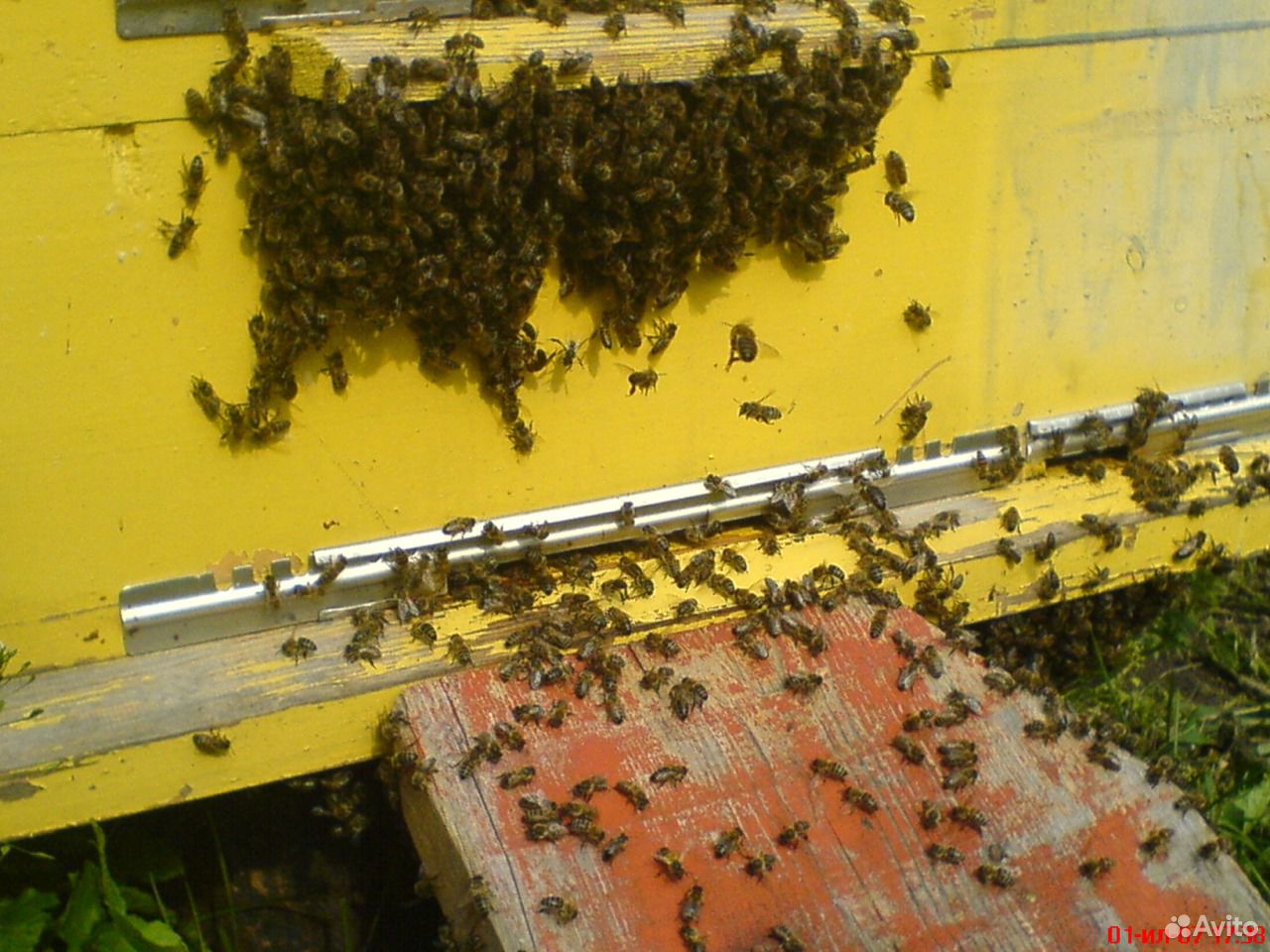 Продаются сильные пчелиные семьи купить на Зозу.ру - фотография № 1