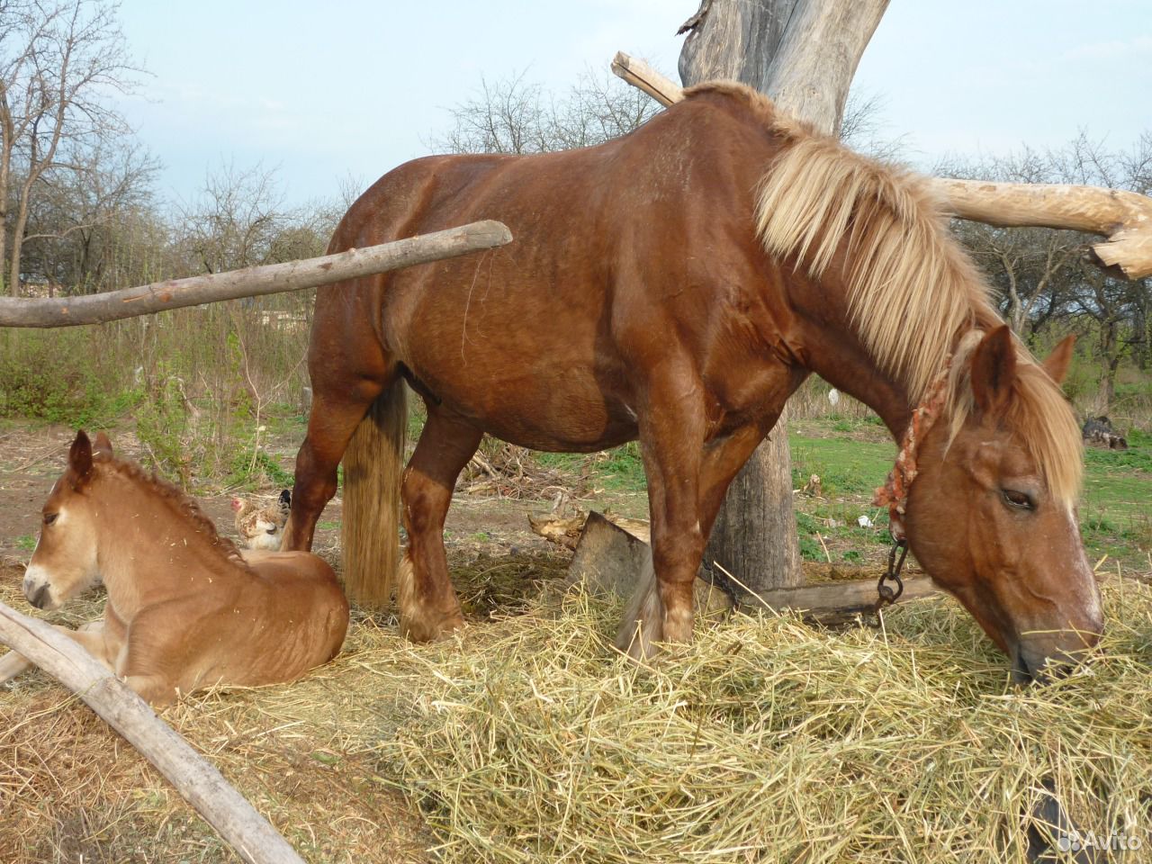 Лошадь тяжеловоз купить на Зозу.ру - фотография № 1