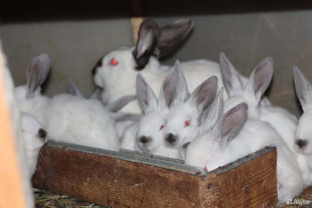 Калифорнийские Кролики Купить В Нижегородской Области Починки