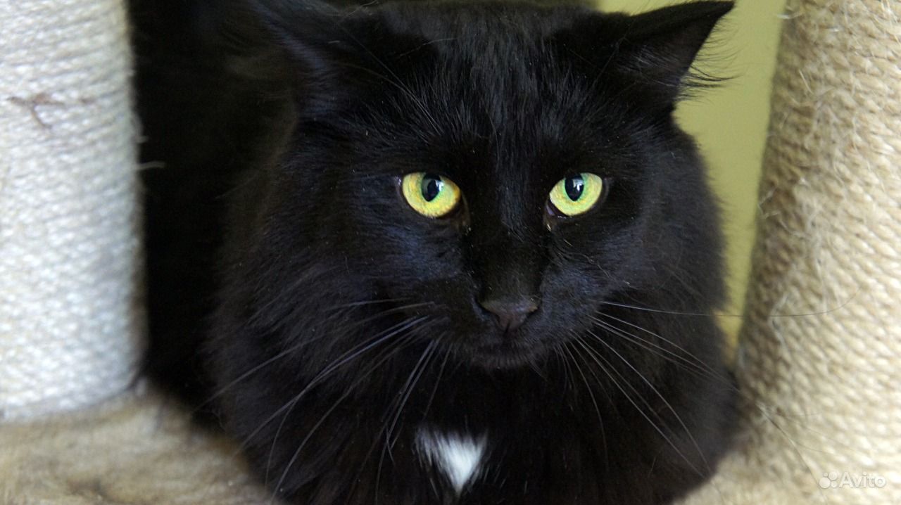 Белый галстук у черного кота 7 букв. Черная пушистая кошка с зелеными глазами. Сибирский кот черный. Черный пушистый кот с зелеными глазами. Черный пушистый кот с желтыми глазами.