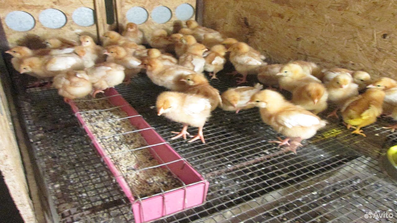 Суточные цыплята от домашних кур купить на Зозу.ру - фотография № 2