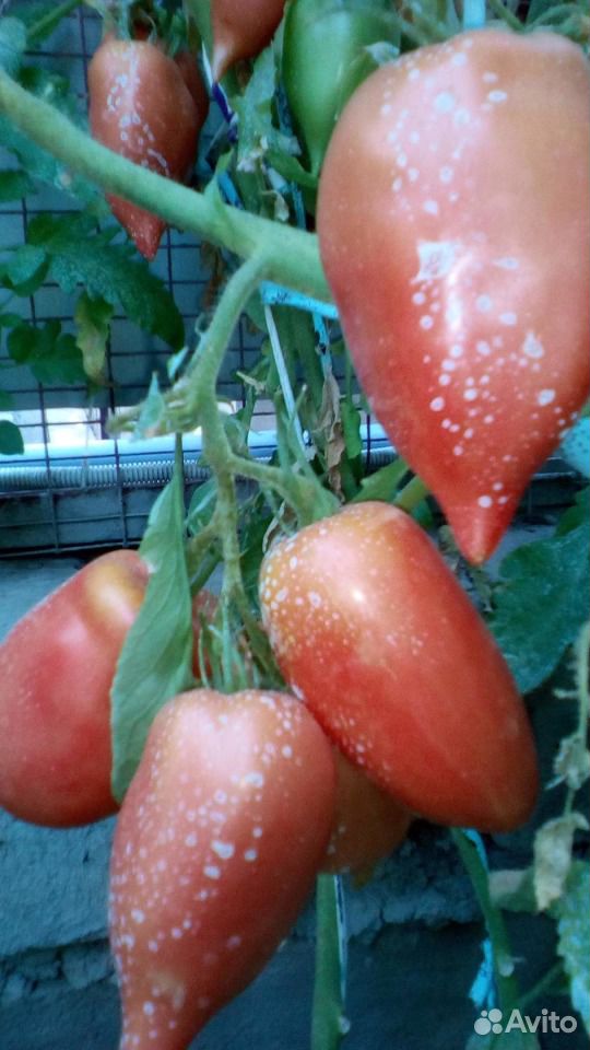 Продам семена томатов купить на Зозу.ру - фотография № 7