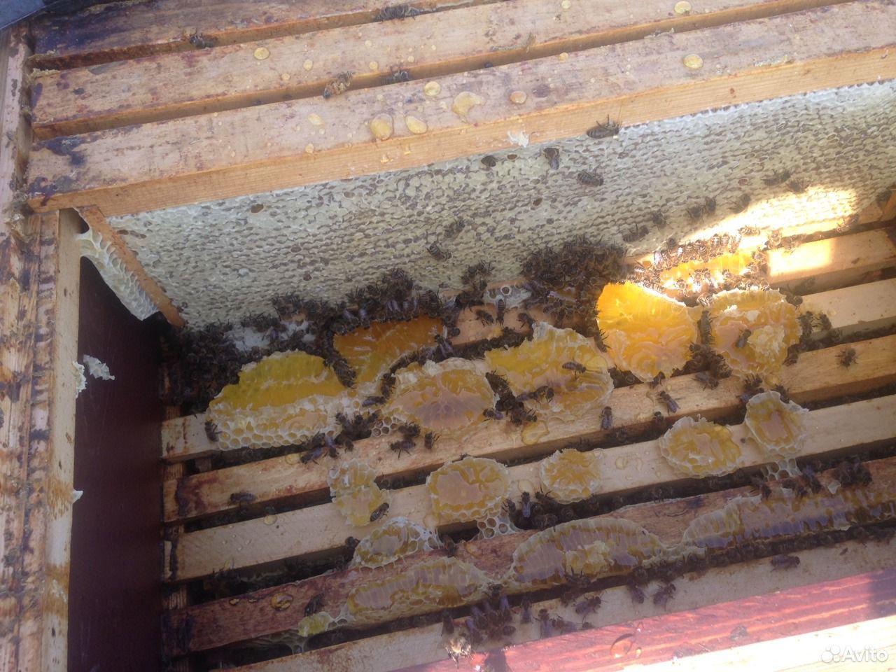 Продам мед,пыльцу,прополис,экстракт пчелиного подм купить на Зозу.ру - фотография № 1