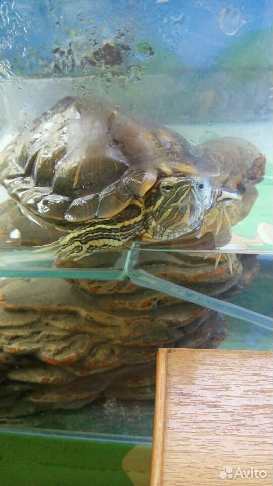 Черепаха красноухая с аквариумом купить на Зозу.ру - фотография № 3