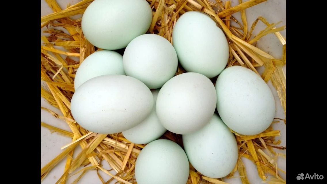 Купить инкубационное яйцо в воронежской области. Инкубационное яйцо утки. Агидель Фаворит яйцо. Утиные яйца. Яйца уток.