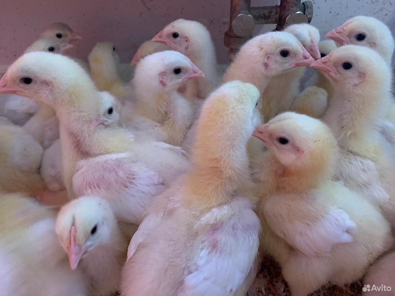 цыплята на 10 день