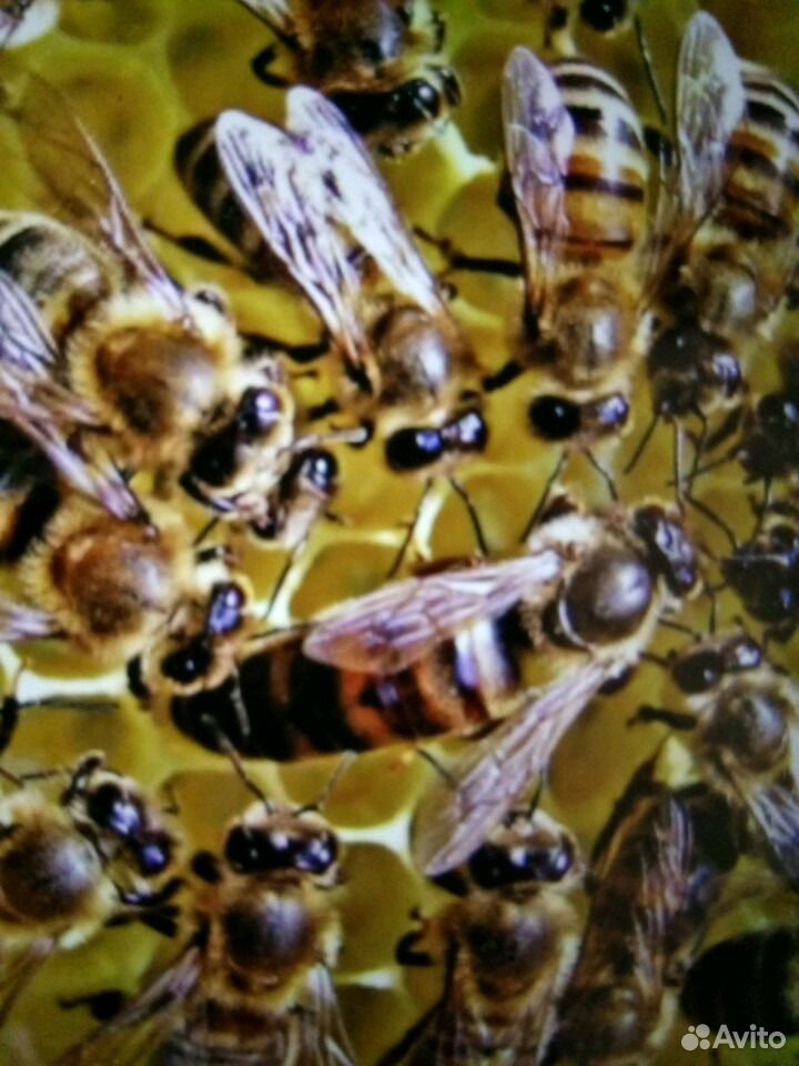 Продам пчёл, пчелосемьи с ульями дадан купить на Зозу.ру - фотография № 1