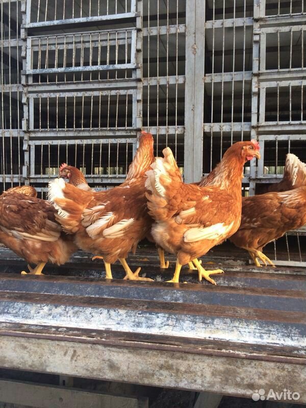 куры 5 месяцев. доминант. хайсекс браун и родонит куры. курица 5 месяцев. курочки 5 месяцев фото.