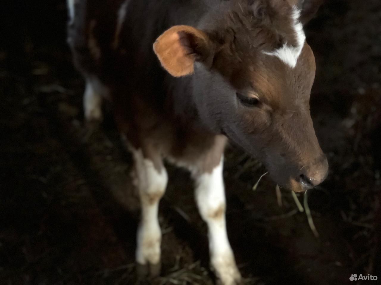 Авито бугульма животные. Авито бугульма животные. Маленькая лабрадориха. Авито бугульма животные. Пудель маленький на авито.