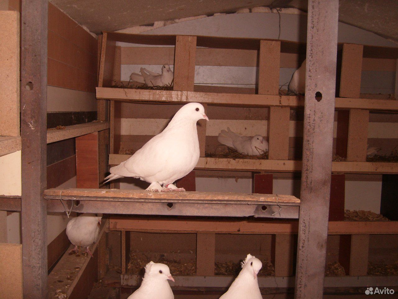 Продаю белых полтавских голубей купить на Зозу.ру - фотография № 3