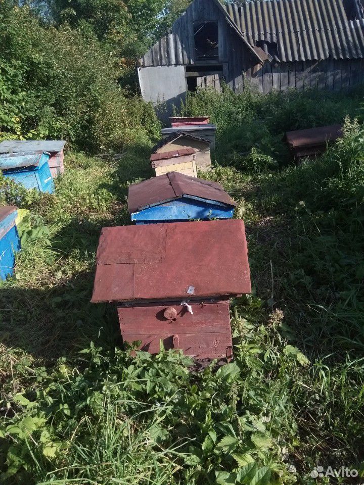 Продам пчелосемьи с ульями купить на Зозу.ру - фотография № 1