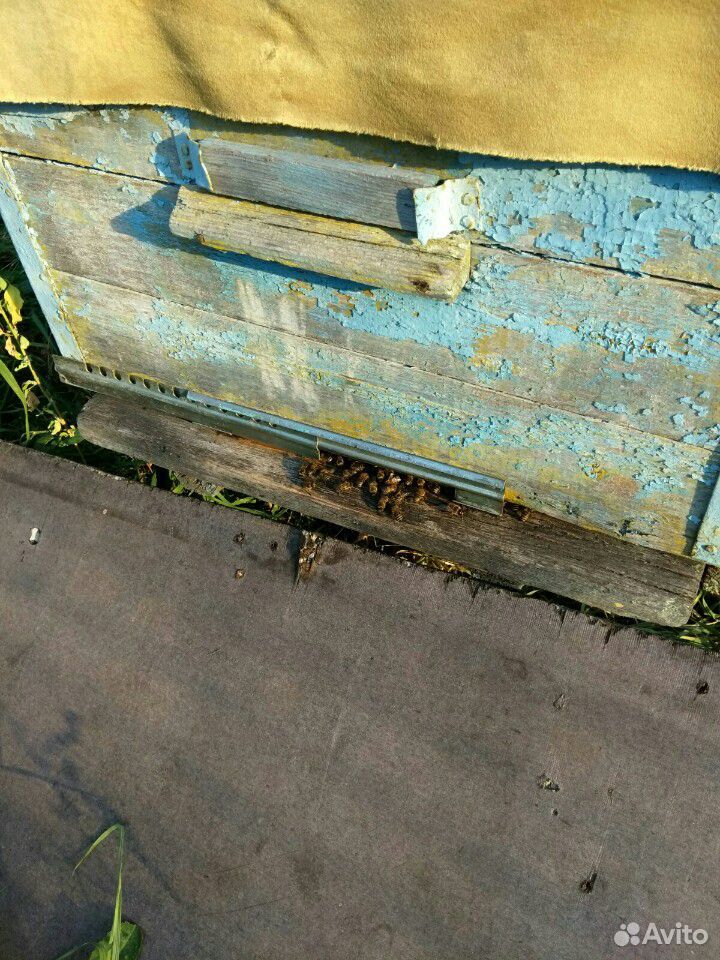 Пчелосемьи,12рамок купить на Зозу.ру - фотография № 1