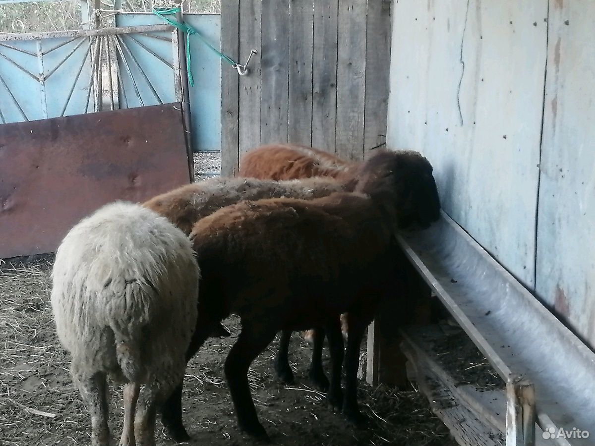 Овцы и Бараны купить на Зозу.ру - фотография № 1