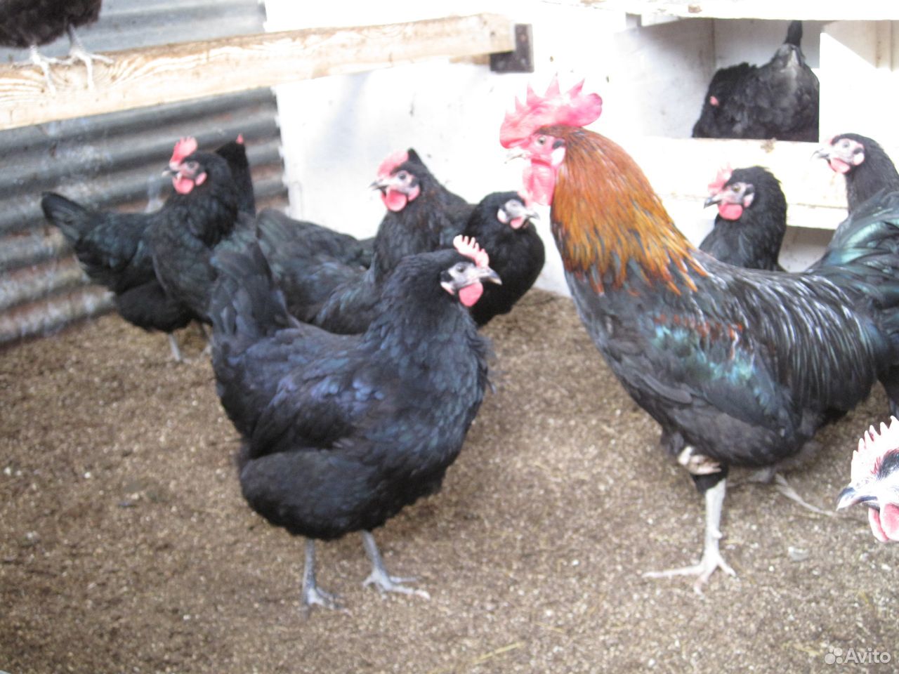 куры деревенские беспородные. 7 куру. барбезье порода. 7 куру. фабричные годовалые куры.