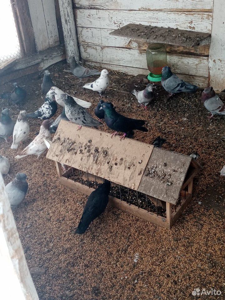 Домашние голуби бакинцы купить на Зозу.ру - фотография № 2