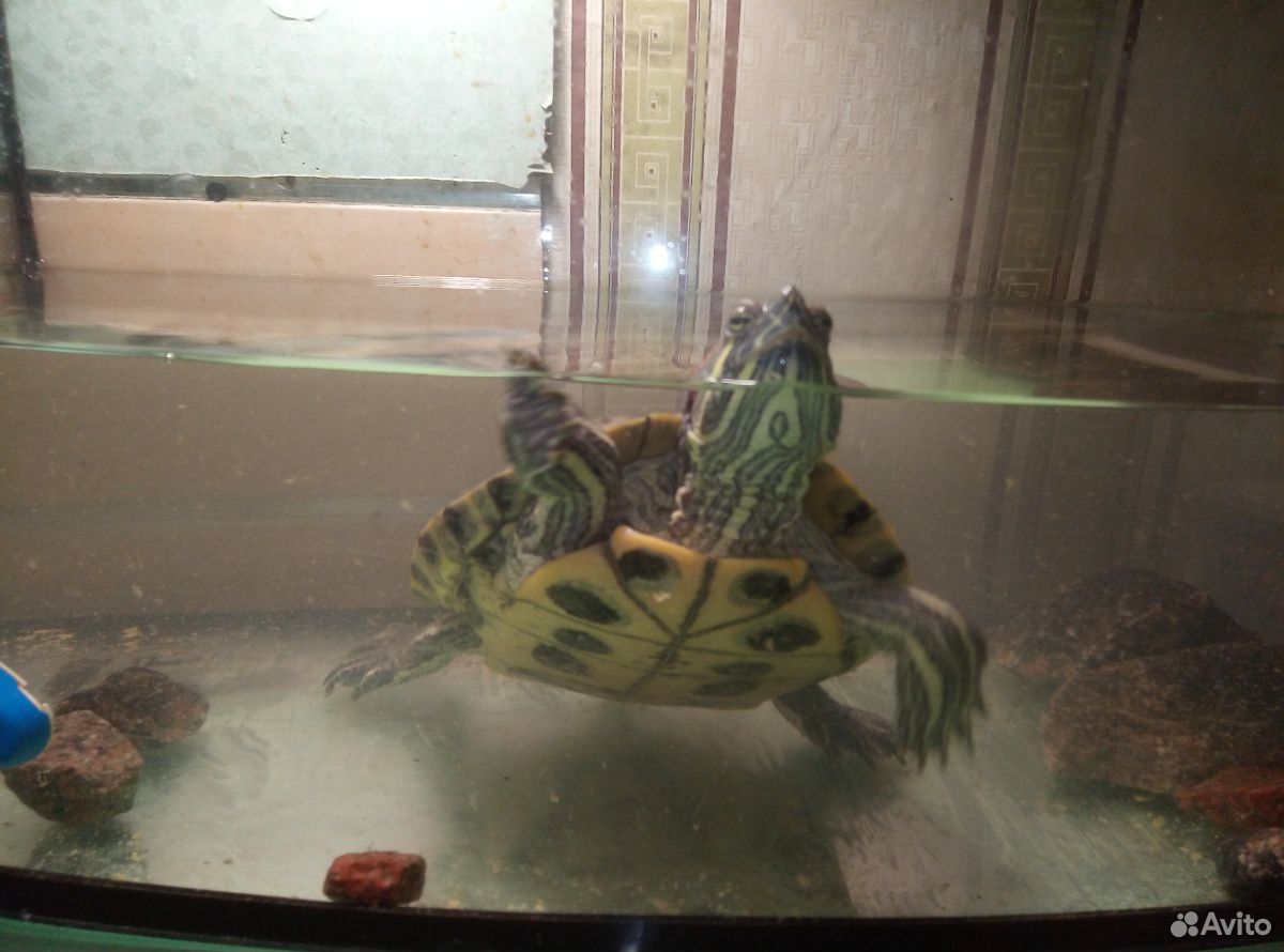 Водная красноухая черепаха купить на Зозу.ру - фотография № 1