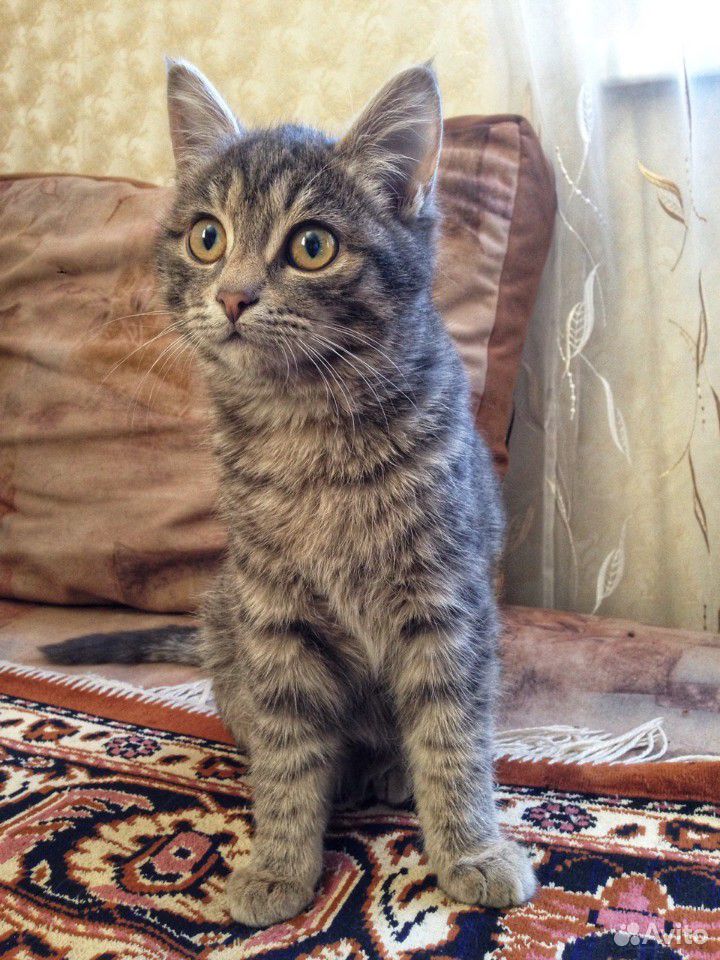 Отдадим котят купить на Зозу.ру - фотография № 3