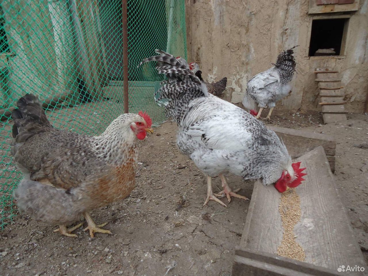 Инкубационное яйцо породных кур, цыплята купить на Зозу.ру - фотография № 7