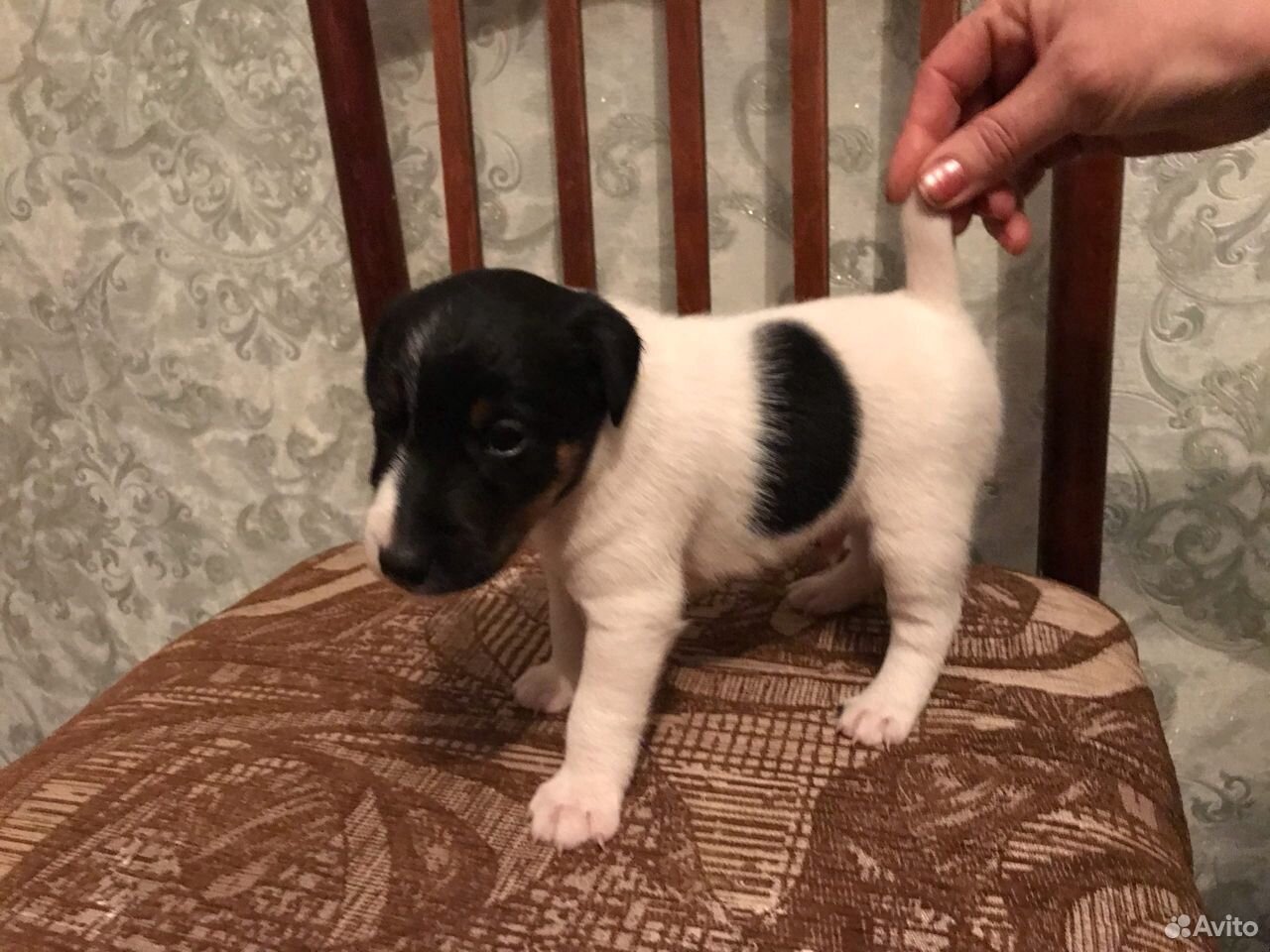 маленький серенький котенок. йорктиз. маленьких серых котят. авито великие луки животные. котята и щенки в добрые руки.