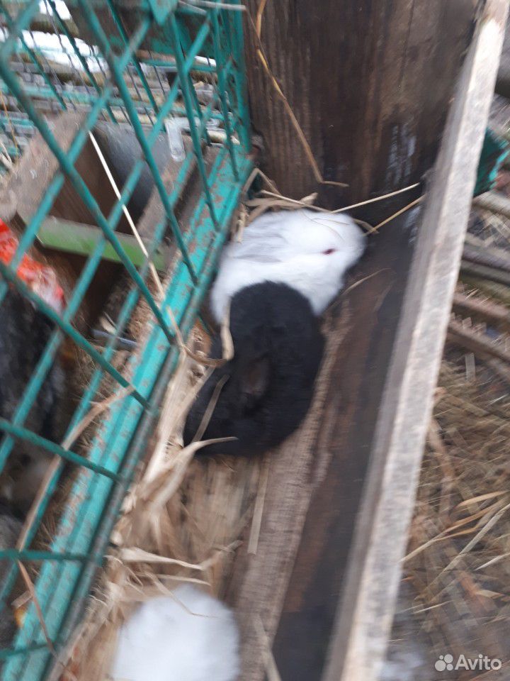 Кролики мясной породы купить на Зозу.ру - фотография № 4