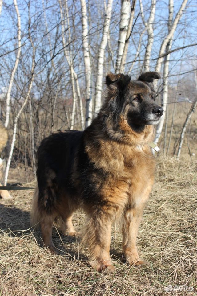 Великолепный пёс Персей купить на Зозу.ру - фотография № 1