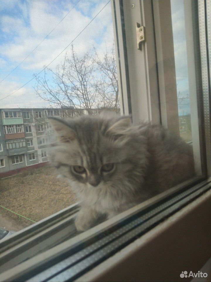 Продам котенка купить на Зозу.ру - фотография № 7