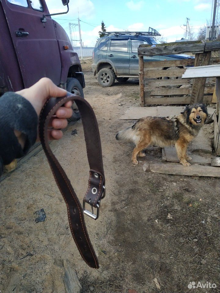 Ошейник для собак купить на Зозу.ру - фотография № 1