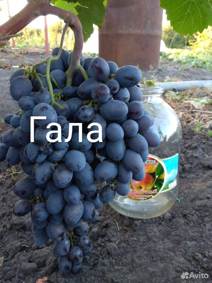 Саженцы столового винограда купить на Зозу.ру - фотография № 4