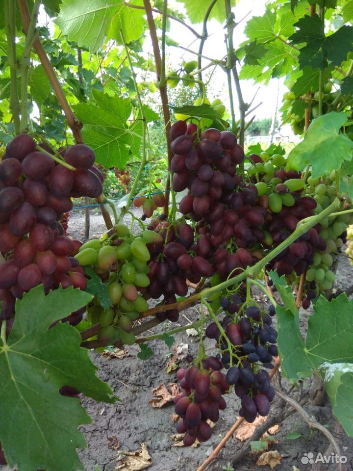Саженцы столового винограда купить на Зозу.ру - фотография № 6