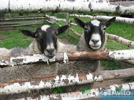 Романовские овцы с ягнятами купить на Зозу.ру - фотография № 1