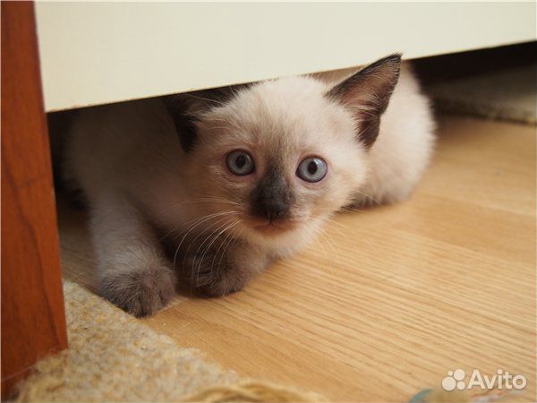 Чистокровные тайские котята купить на Зозу.ру - фотография № 10