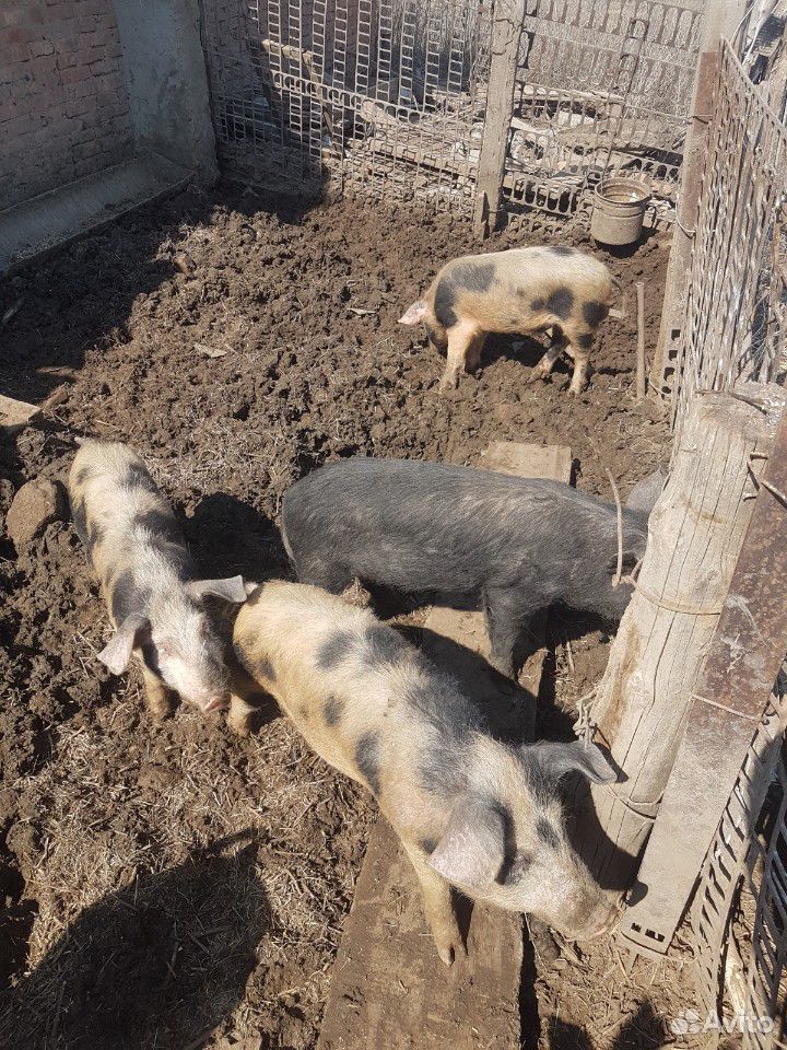 Свиньи поросята купить на Зозу.ру - фотография № 1