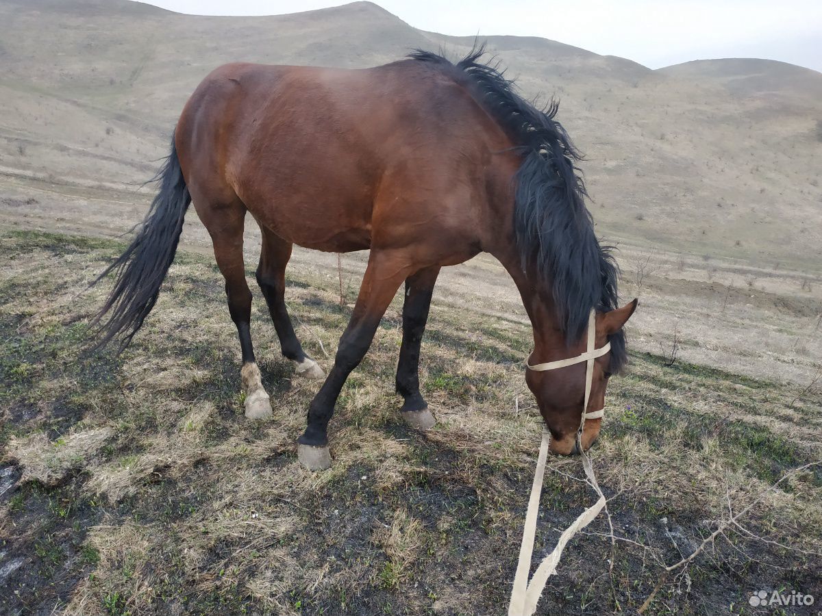 Продаю лошадь (1айхар) купить на Зозу.ру - фотография № 3