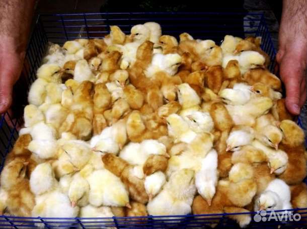 Цыплята Ломан браун с фабричного яйца купить на Зозу.ру - фотография № 1