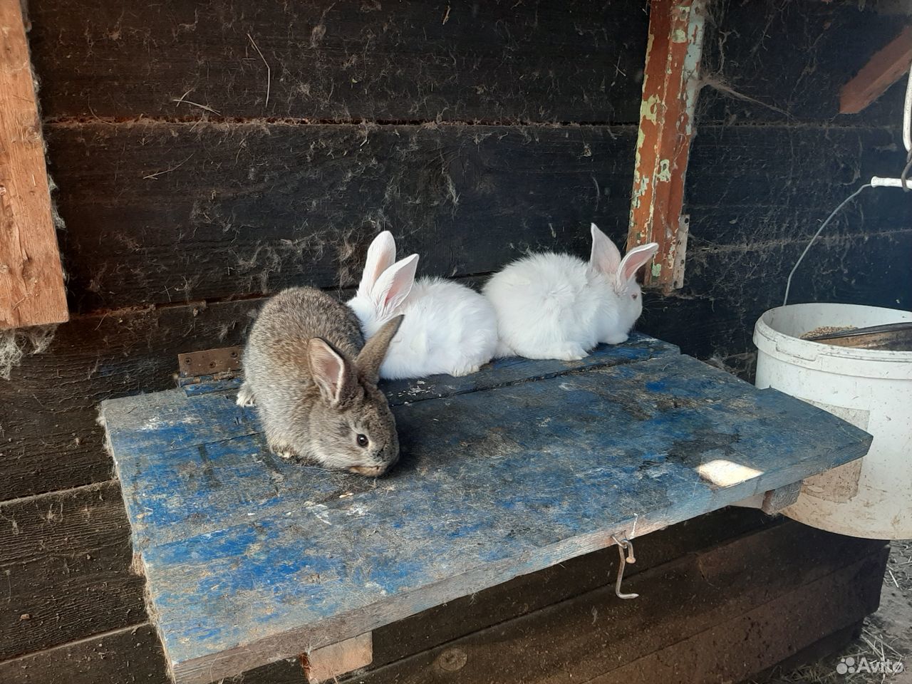 Кролики Фландр купить на Зозу.ру - фотография № 4