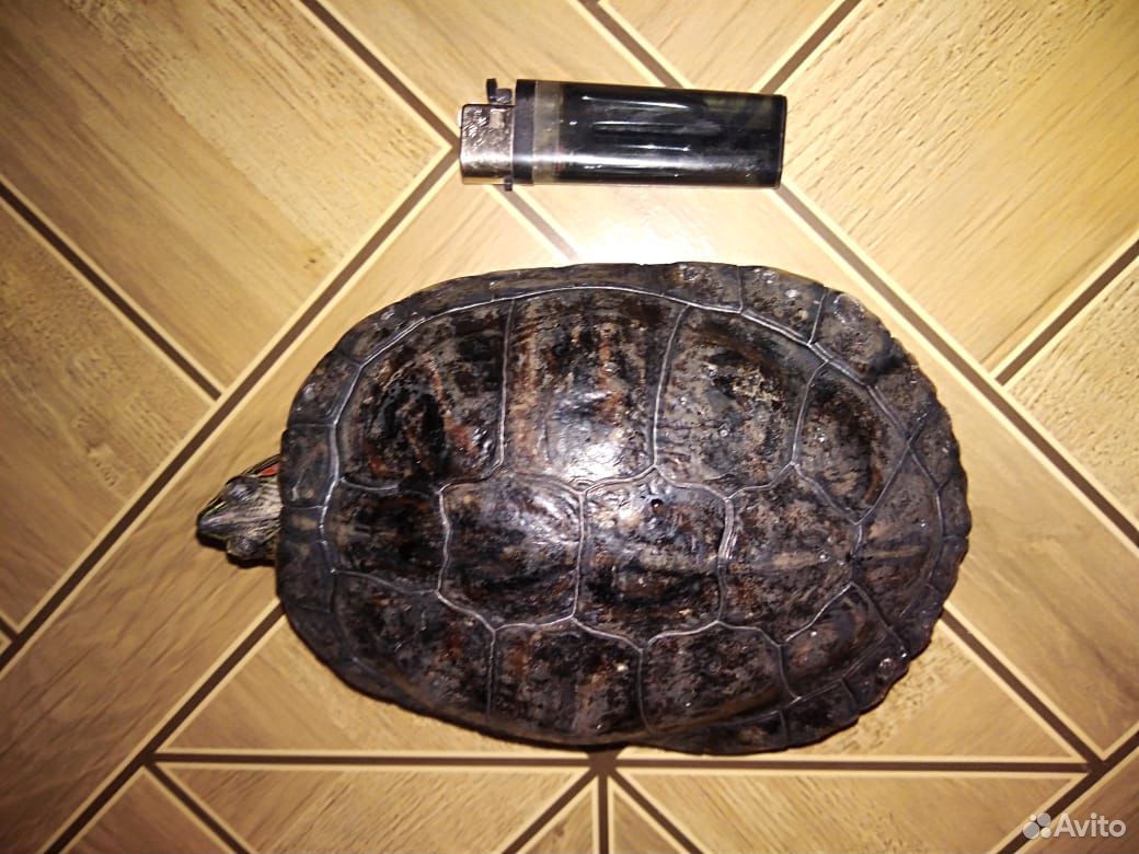 Водяная красноухая черепаха купить на Зозу.ру - фотография № 1