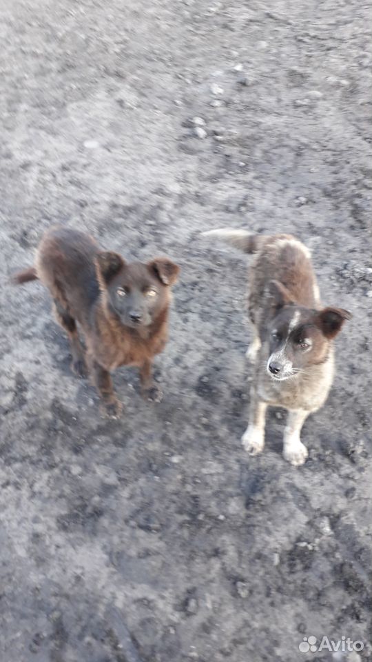 Пристраиваются два щенка собака привела на рабочее купить на Зозу.ру - фотография № 2