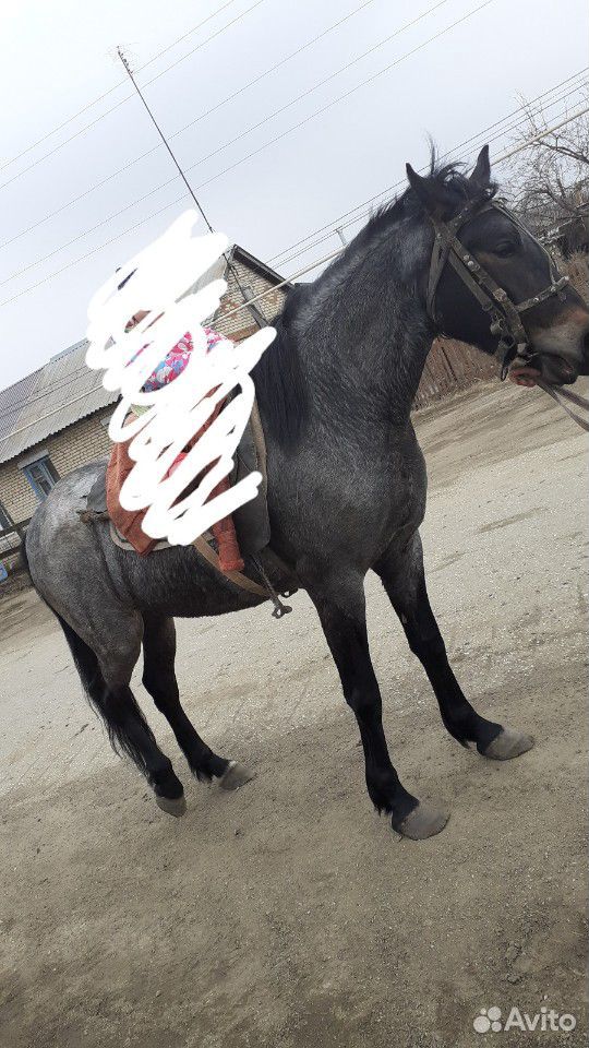 Лошадь купить на Зозу.ру - фотография № 5