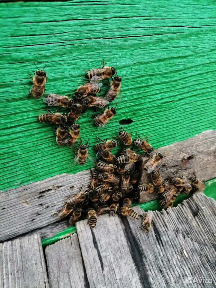Пчелы (пчелосемьи) купить на Зозу.ру - фотография № 1