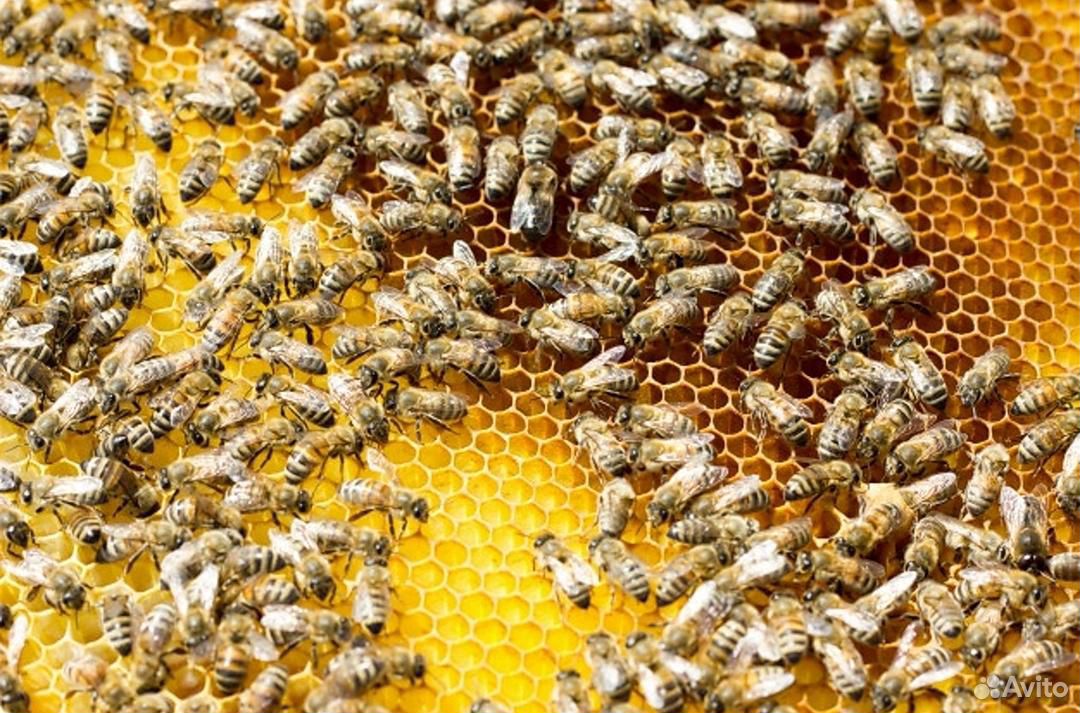 Продам 10 пчелосемей купить на Зозу.ру - фотография № 1