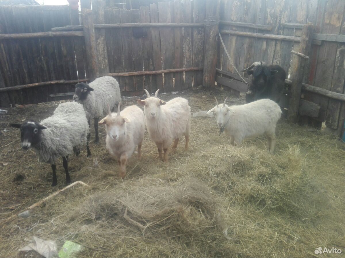 Овцы и козы купить на Зозу.ру - фотография № 2