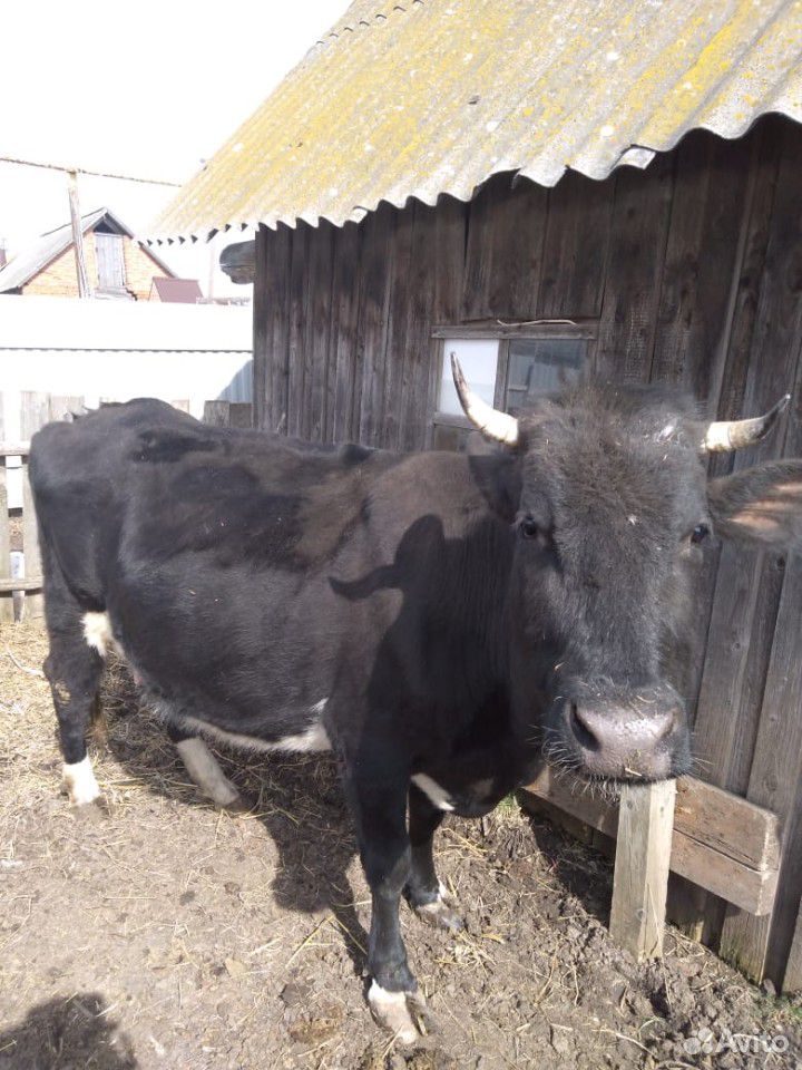 Продаётся корова третьего отёла, чёрно-пёстрой пор купить на Зозу.ру - фотография № 4