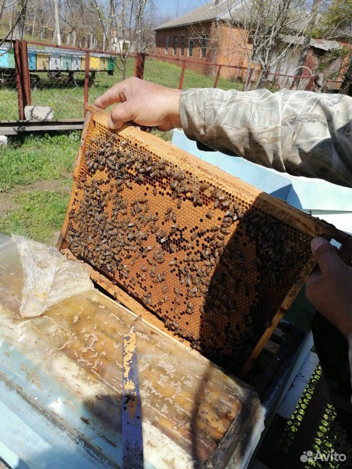 Продажа пчёл купить на Зозу.ру - фотография № 3