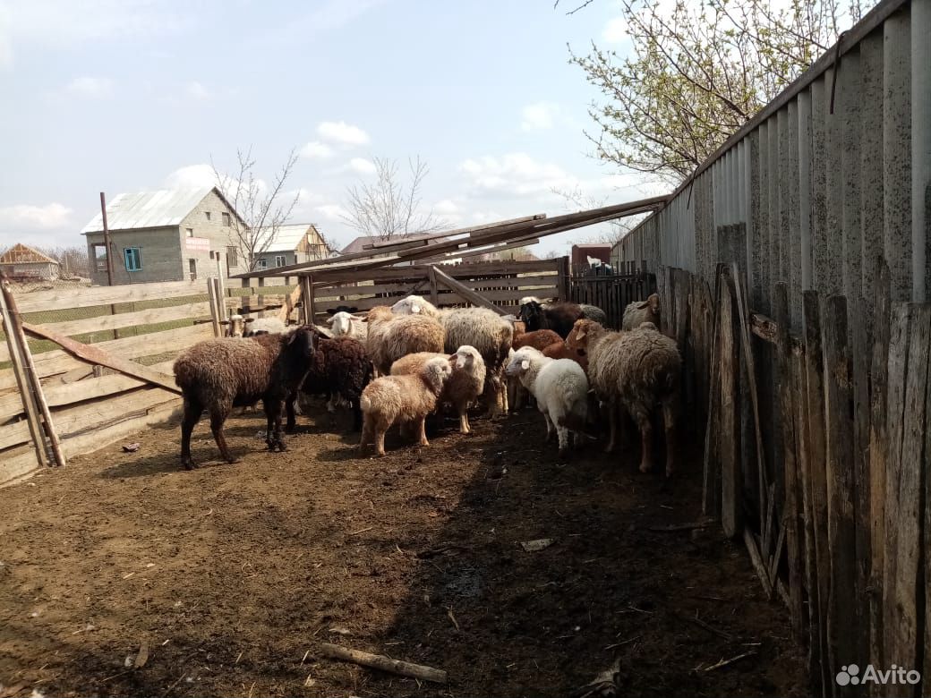Овцы,ягнята купить на Зозу.ру - фотография № 7