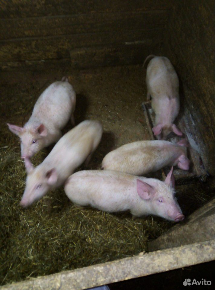 Свинки поместные купить на Зозу.ру - фотография № 3