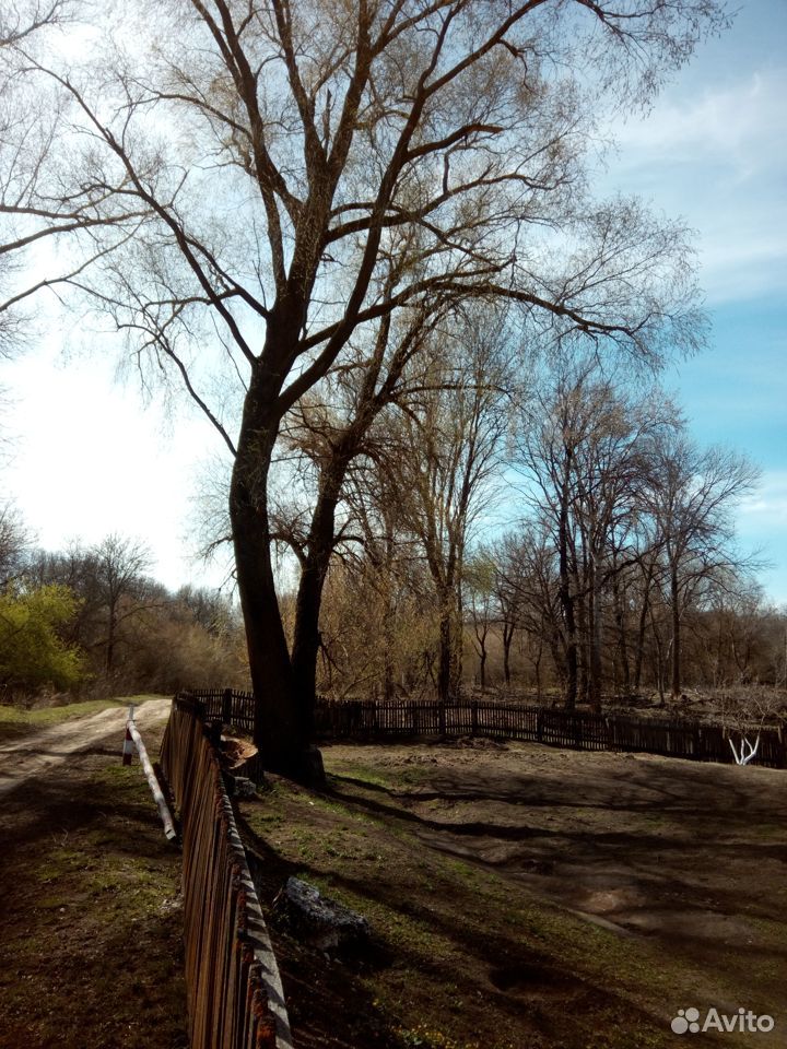 Деревья купить на Зозу.ру - фотография № 5
