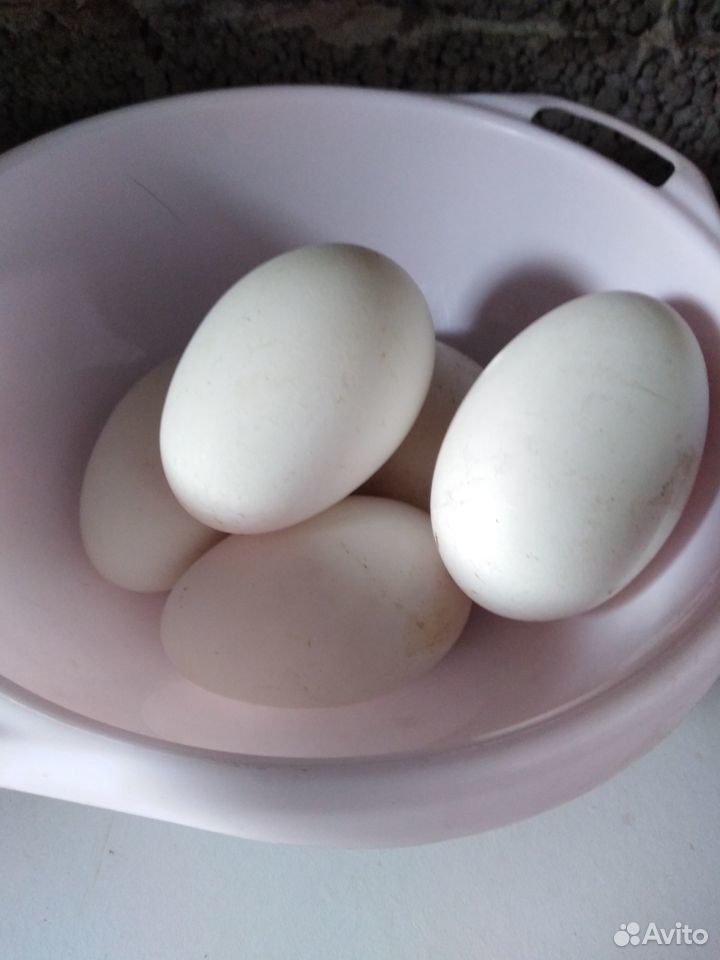 Яйца гусей породы Линда купить на Зозу.ру - фотография № 2