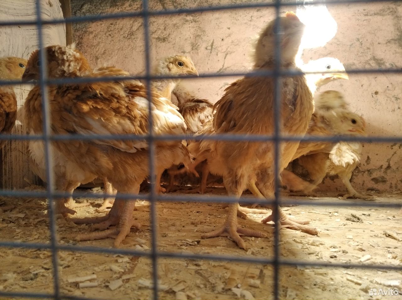 Птица куры несушки,цыплята мясо-яичные купить на Зозу.ру - фотография № 4
