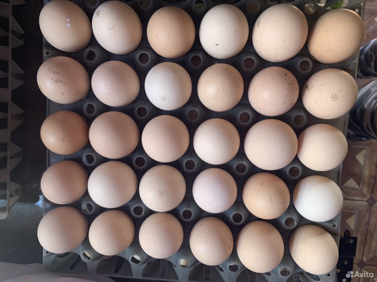 Домашние яйца купить на Зозу.ру - фотография № 1