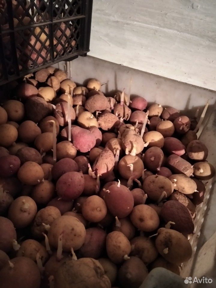 Мелкий картофель, на корм животным купить на Зозу.ру - фотография № 3